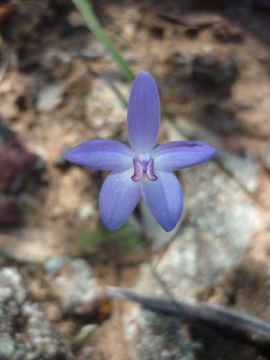 Pheladenia deformis Blue Fairy Orchid Sep 2020 04.JPG